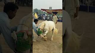 Dholi |horse dance| #horsedance -33