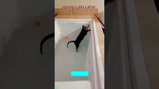 Funny Cat 😾 kitten meowing crying 🐱 #FunnyCats Episode 1359