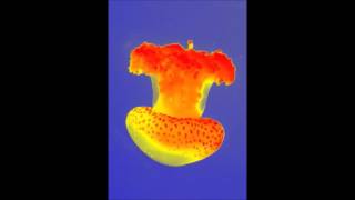 Thermal Imaging of a Jelly Fish