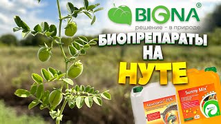 | БИОПРЕПАРАТЫ НА НУТЕ | BIONA |