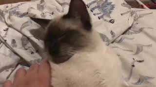 Hanging out with  SimSim The Siamese kitten