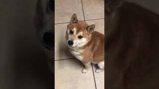 Angery Shiba Inu being impatient at dinner time