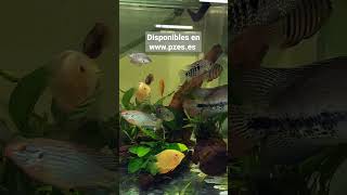 Peces medianos y grandes, la mejor calidad y siempre revisados y cuarentenados.