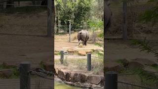 Rhino pees on her Food! #shorts #rhino #pees #zoo #ytshorts