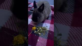 Bunny's Blissful Foraging Adventure