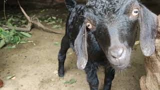 Baby Goats🐐