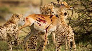 Cheetah is trying to kill Deer // Cheetah kill Deer