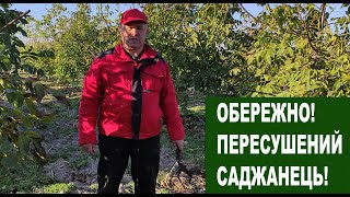 №107 Горіхові саджанці: як перевірити чи він не пересох