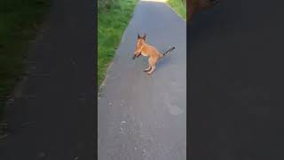 Belgian Malinois puppy excited over stick 🤣🧡