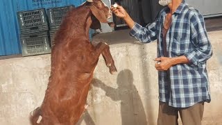 Lovely 😍 Goat.#shots #youtubeshorts #trending #lovely #love #beautiful goat