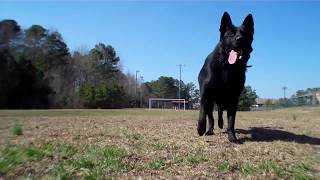 Black GSD SAMMY