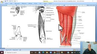 Musculo-skeletal Module ,Anatomy of Lower Limb in Arabic 12 ( Muscles of back of thigh)