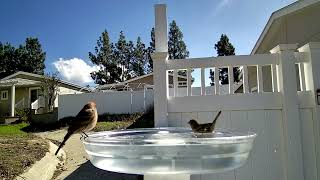 Bird Bath Cam California