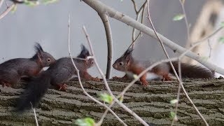 Eichhörnchen mit 3 Jungen / Squirell with 3 kittens 4 Sqiurells Frühling Spring baby Düsseldorf