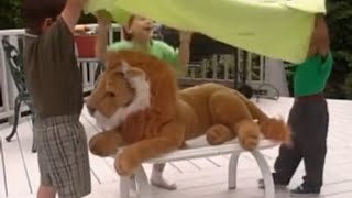 It’s a Lion!