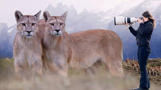 Incredible Moment with a Mother Puma and Cub!  The Reality of Puma Photography in Patagonia