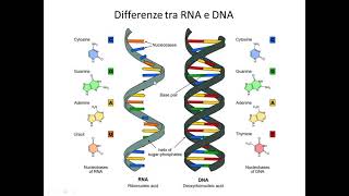 Biologia molecolare del gene 2