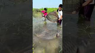 Amazing Fishing With Polo Trap In Bill RainWater By Village Boys #fishing #shorts