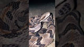 #shorts #crotalus Timber Rattlesnake in Oklahoma