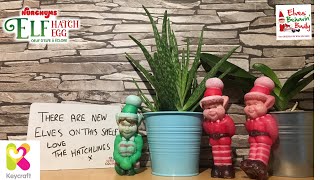 Chippy and Buddy Day 11-13 - Buddy’s Road Trip and the Nurchums Baby Elves are all grown up!!