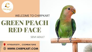 GREEN PEACH RED FACE || AFRICAN LOVE BIRDS || LOVE BIRDS || SEMIADULT || CHIRPKART || CBE