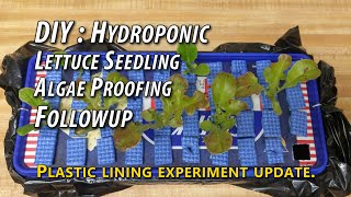 DIY: Hydroponic Lettuce Seedlings. Mitigating Container Algae Buildup Using Household Items - UPDATE