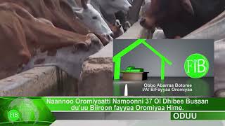 FiB:Naannoo Oromiyaatti namoonni 37 ol dhibee Busaan du'uu Biiroon Fayyaa Oromiyaa hime(Oct.31,2022)