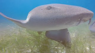 Nurse Sharks of Key Largo, Florida and Fun Facts about them.