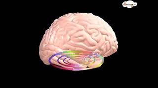 Biology  3D animation  Human Brain Overview