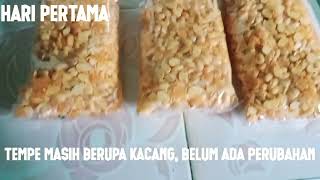 Pembuatan Tempe |Tugas Praktek Biologi