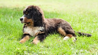 Bernese Mountain Dog and Search and Rescue Work