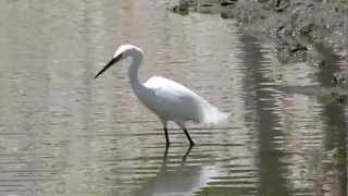 Little Egret fishing,La Gola NR canal,Puerto Pollensa,Mallorca 24 may 2012.MOV