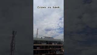 Crows vs hawks