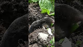 Dead mole / Taupe morte #wildlife #nature #mole #taupe