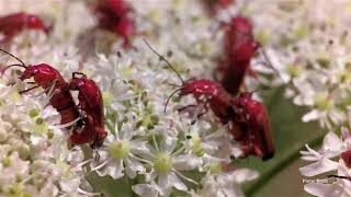 Common red soldier beetles (Rhagonycha fulva)