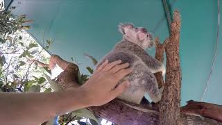 Cute Koala climbing and jumping around in Australia Zoo