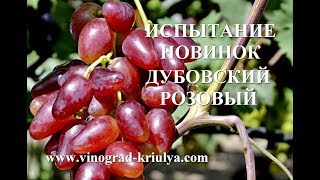 Виноград Дубовский розовый. Второе плодоношение привитого куста. www.vinograd-kriulya.com