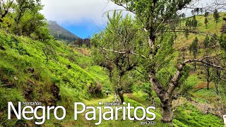 MONTAÑÓN NEGRO y Mtña. PAJARITOS (abril 2021) #GranCanaria #Moya #MtNegro #MtPajaritos