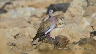 Turtle dove / قمري (طائر) תור מצוי