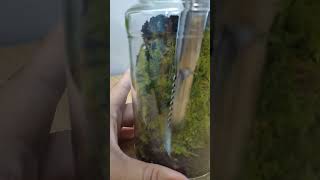 Vertical Terrarium with Live Sphagnum Moss