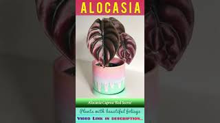 Amazing Alocasia Plant | Part-1 | Beautiful Foliage | Best Aroids | #homegardening #plants #shorts