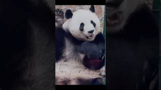 #熊猫 #panda 么么儿给大家打招呼了，这两天心情还不错