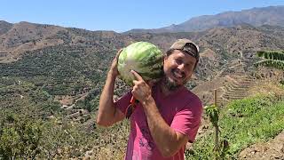 Harvesting watermelon for breakfast