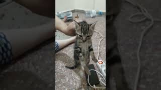 Innocent kitten tried to cut the cable