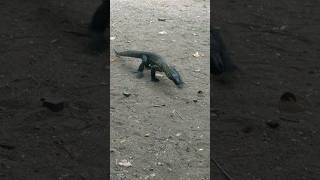 baby komodo dragons #hunting #shorts