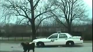 Weird, True & Freaky  Dog Attacks Police Car