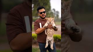 Cute Taby Tiger Cub in My Hands | Nouman Hassan