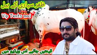 Bhaata chok mandi main zafar supari - bakra mandi 2024 - latest updates about qurbani 2024