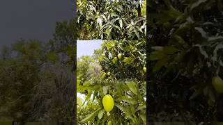 mango 🥭 tree 🌴 Village 😍 #shortvideo #mango #mangorecipe #mangotrees #india #prayagraj #ytshorts