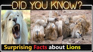 Lions Facts: 10 Surprising Facts | Mind-Blowing, Unbelievable, Amazing, Random Fun Facts About Lions